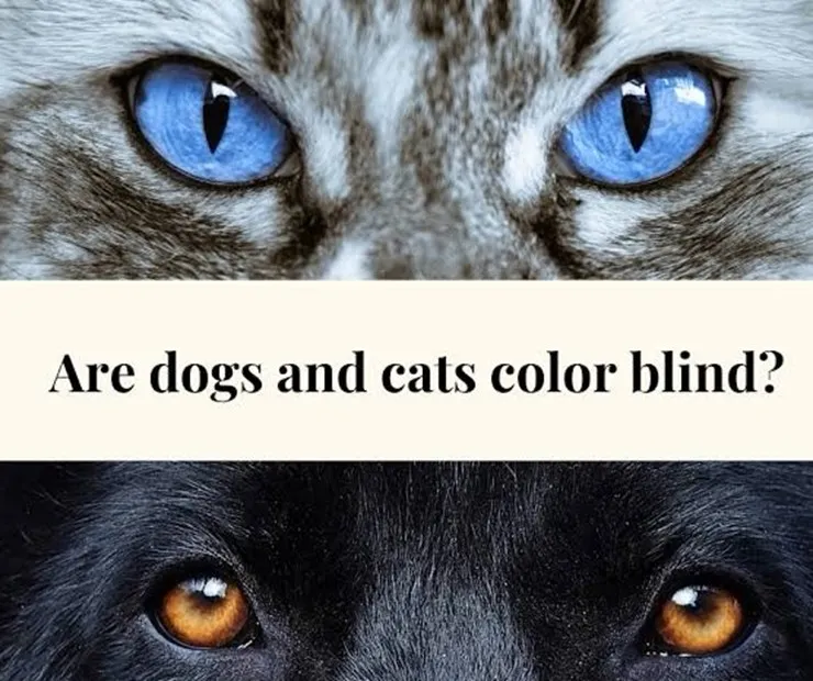 Do Cats and Dogs See Color? A Fun Look at the World Through Your Pet’s Eyes