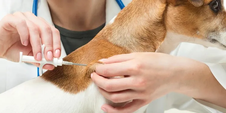 The Hidden Risks of Microchipping Pets: Lessons from Japan and the UK