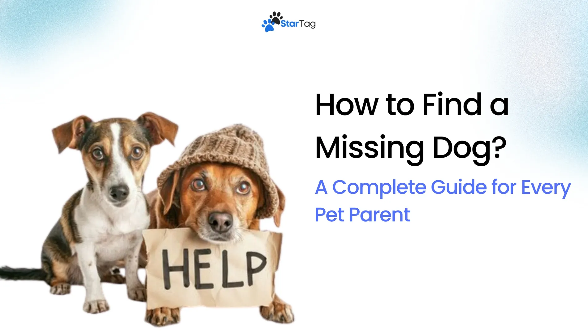 How to Find a Missing Dog? A Complete Guide for Every Pet Parent