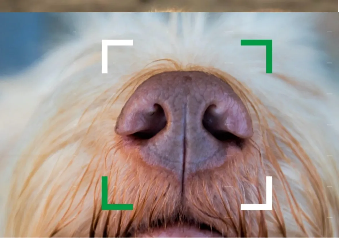 Dog image