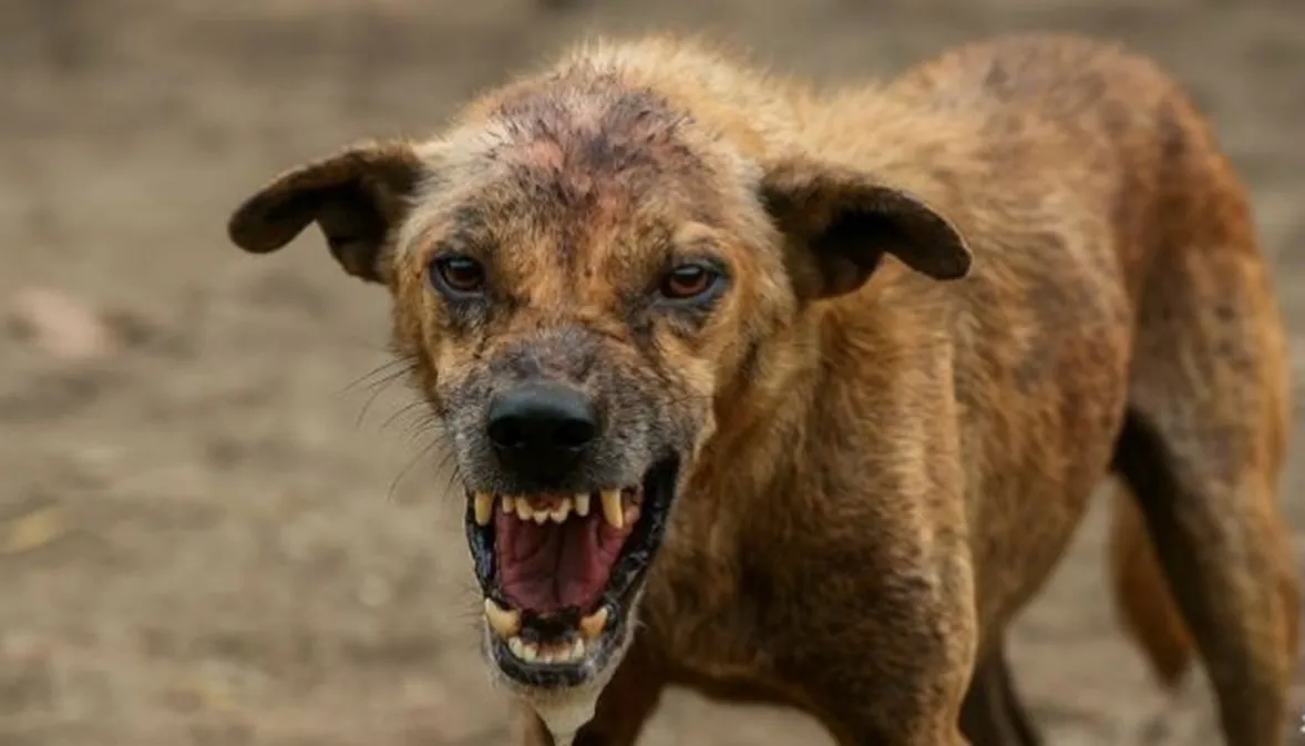 Why Dog Identification Matters in the Fight Against Rabies