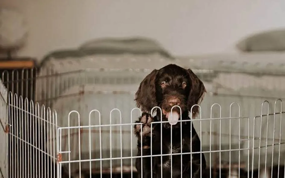 Bringing Home a New Puppy: A First-Time Pet Parent’s Guide