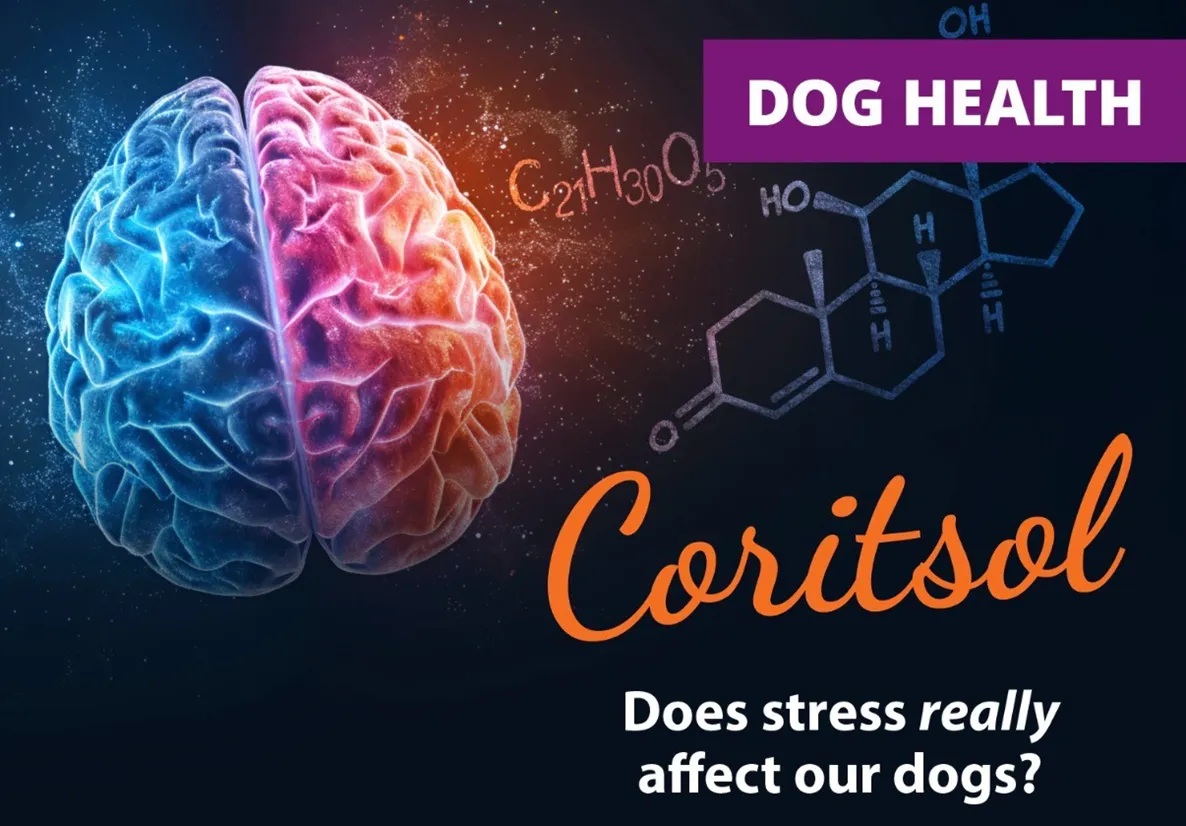 The Science of Stress in Lost Pets — And How Fast Identification Saves Lives