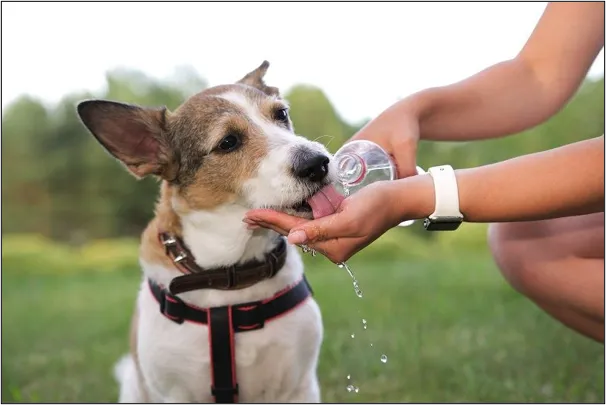 Heatwave Pet Care Tips: How to Keep Dogs Safe During Indian Summers
