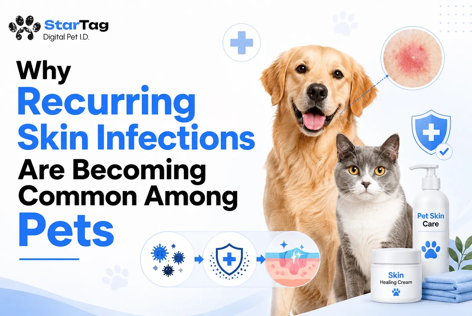 Why Recurring Skin Infections Are Becoming Common Among Pets